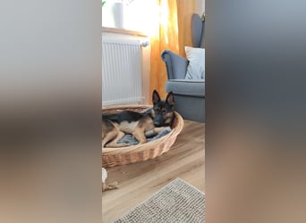 Fine - Hübsche Schäfer-Mix-Hündin sucht aktives Zuhause! -  auf PS in 04205 Leipzig