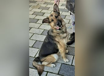 Aktive Hündin Moly sucht Menschen, die mit ihr die Welt entdecken