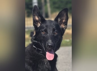 Illy, Traum für Schäferhundfreunde