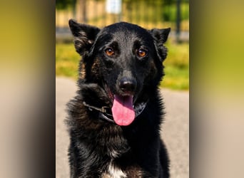 Illy, Traum für Schäferhundfreunde