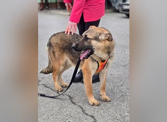 Reno - Deutscher Schäferhund-Mix sucht ein Zuhause