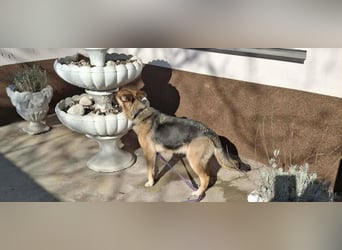 Aktive Hündin Moly sucht Menschen, die mit ihr die Welt entdecken