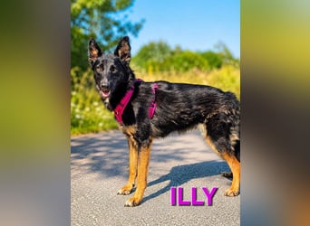 Illy, Traum für Schäferhundfreunde
