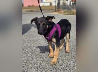 Rina, deutsches Schäferhund Mischlingsbaby
