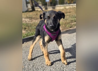 Rina, deutsches Schäferhund Mischlingsbaby