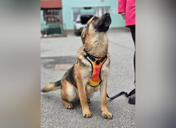 Reno - Deutscher Schäferhund-Mix sucht ein Zuhause