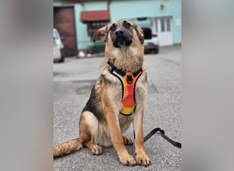 Reno - Deutscher Schäferhund-Mix sucht ein Zuhause