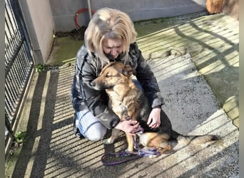 Aktive Hündin Moly sucht Menschen, die mit ihr die Welt entdecken