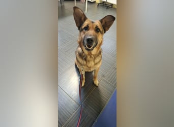 Aktive Hündin Moly sucht Menschen, die mit ihr die Welt entdecken