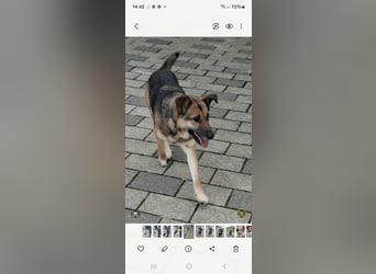 Aktive Hündin Moly sucht Menschen, die mit ihr die Welt entdecken