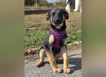Rina, deutsches Schäferhund Mischlingsbaby