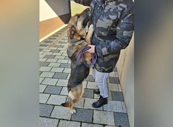 Aktive Hündin Moly sucht Menschen, die mit ihr die Welt entdecken