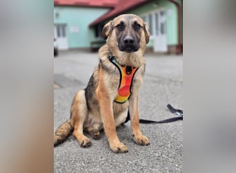 Reno - Deutscher Schäferhund-Mix sucht ein Zuhause