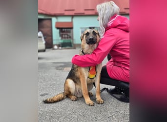 Reno - Deutscher Schäferhund-Mix sucht ein Zuhause