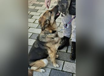 Aktive Hündin Moly sucht Menschen, die mit ihr die Welt entdecken