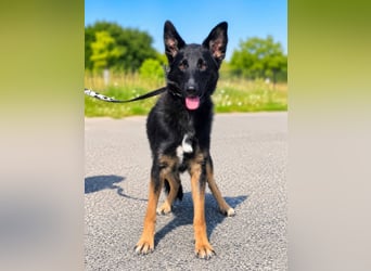 Illy, Traum für Schäferhundfreunde