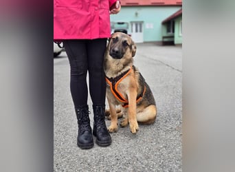 Reno - Deutscher Schäferhund-Mix sucht ein Zuhause