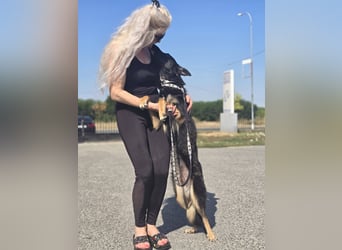 Illy, Traum für Schäferhundfreunde