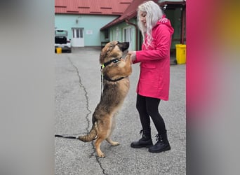 Reno - Deutscher Schäferhund-Mix sucht ein Zuhause