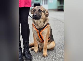 Reno - Deutscher Schäferhund-Mix sucht ein Zuhause