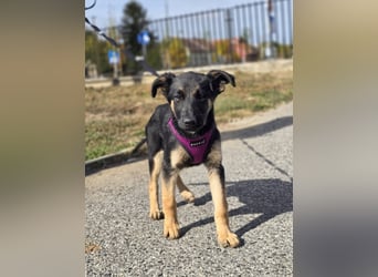 Rina, deutsches Schäferhund Mischlingsbaby