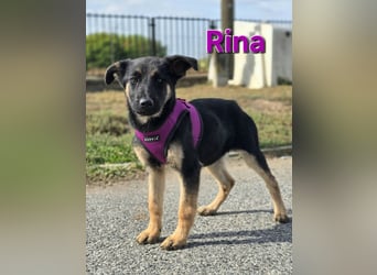 Rina, deutsches Schäferhund Mischlingsbaby