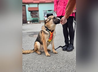 Reno - Deutscher Schäferhund-Mix sucht ein Zuhause