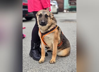Reno - Deutscher Schäferhund-Mix sucht ein Zuhause