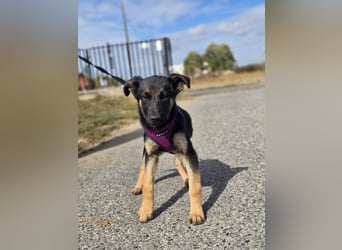 Rina, deutsches Schäferhund Mischlingsbaby