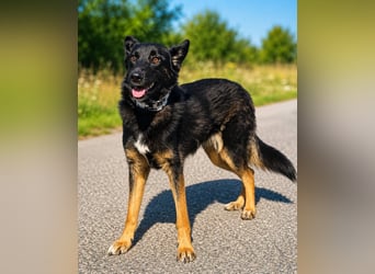 Illy, Traum für Schäferhundfreunde