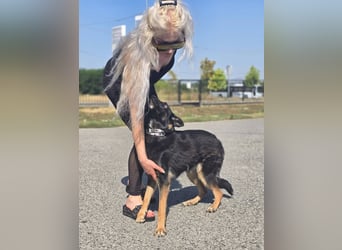 Illy, Traum für Schäferhundfreunde
