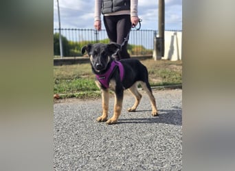 Rina, deutsches Schäferhund Mischlingsbaby