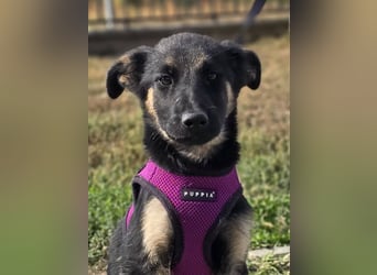 Rina, deutsches Schäferhund Mischlingsbaby