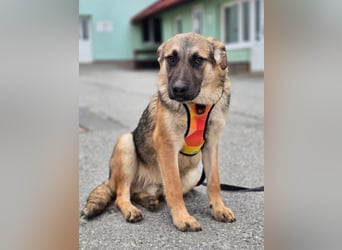 Reno - Deutscher Schäferhund-Mix sucht ein Zuhause