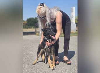 Illy, Traum für Schäferhundfreunde