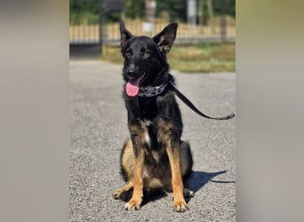 Illy, Traum für Schäferhundfreunde