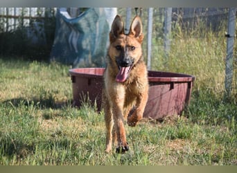 Mandy - nette freundliche verschmuste Schäferhündin (Mix)