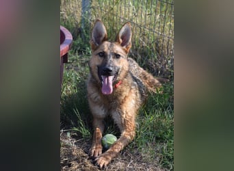 Mandy - nette, freundliche und verschmuste Schäferhündin (Mix)