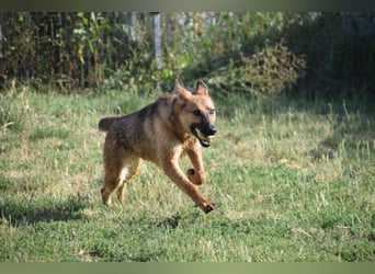 Mandy - nette freundliche verschmuste Schäferhündin (Mix)