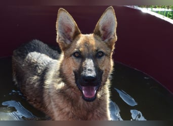 Mandy - nette, freundliche und verschmuste Schäferhündin (Mix)