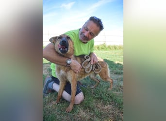 Mandy - nette freundliche verschmuste Schäferhündin (Mix)