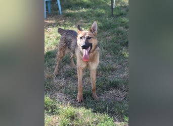 Mandy - nette, freundliche und verschmuste Schäferhündin (Mix)