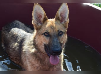 Mandy - nette freundliche verschmuste Schäferhündin (Mix)