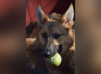 Mandy - nette freundliche verschmuste Schäferhündin (Mix)