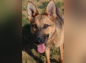 Mandy - nette, freundliche und verschmuste Schäferhündin (Mix)