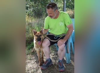 Mandy - nette freundliche verschmuste Schäferhündin (Mix)