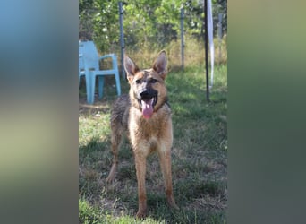 Mandy - nette freundliche verschmuste Schäferhündin (Mix)