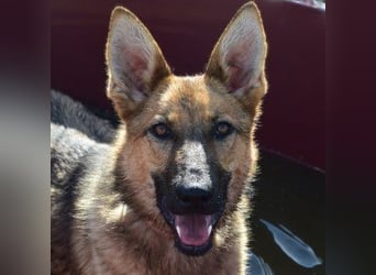 Mandy - nette freundliche verschmuste Schäferhündin (Mix)