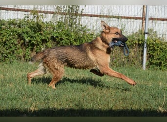 Mandy - nette freundliche verschmuste Schäferhündin (Mix)