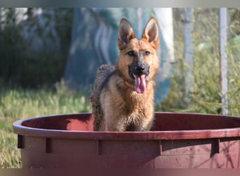 Mandy - nette freundliche verschmuste Schäferhündin (Mix)